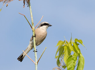 Red-backed shrike, a bird sits on a tree branch against the sky