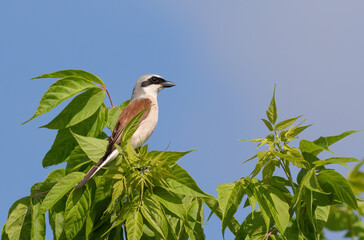 Red-backed shrike, a bird sits on a tree branch against the sky
