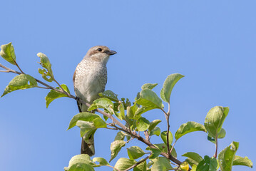 Red-backed shrike, a bird sits on a tree branch against the sky