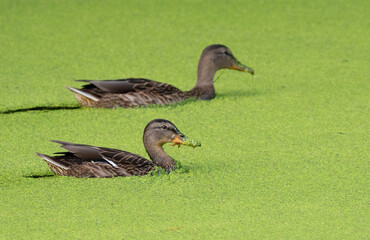 Mallard, Anas platyrhynchos. Birds swim in a pond whose surface is covered with algae