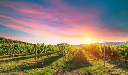 Bolgheri vineyard, olive trees and flowers at sunset. Tree as a frame, autumn season. Landscape in Maremma, Tuscany, Italy, Europe. High quality photo