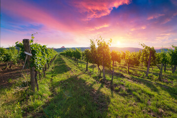 Bolgheri vineyard, olive trees and flowers at sunset. Tree as a frame, autumn season. Landscape in Maremma, Tuscany, Italy, Europe. High quality photo