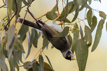 Australian Noisy Minor Bird in Victoria Australia