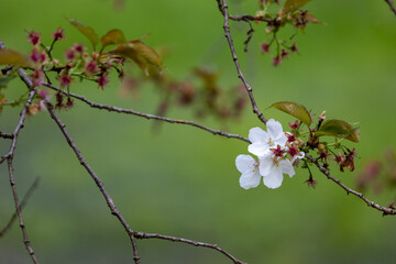 Blossoming Japanese cherry branch on blurred green background. Withered faded flowers on sakura branch