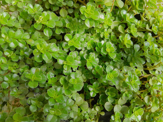 Leaf texture background. the Fresh tropical Green leaves background