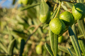 Macro fotografía de unas aceitunas en un olivo. Imagen con espacio para copia.