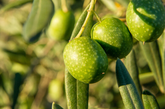 Macro fotograf&iacute;a de unas aceitunas verdes en un olivo.