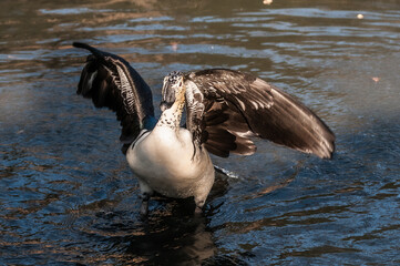 Knob billed duck with wings outstretched 