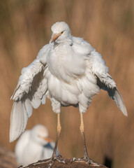 White cattle egret on a tree stump
