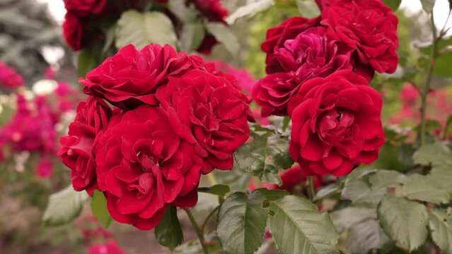 Abundantly blooming velvet red rose flowers. Beautiful blooming flowers on a bush. Panoramic slow motion to the left. High quality 4k footage