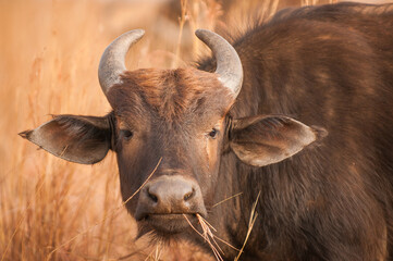 Female cape buffalo portrait 