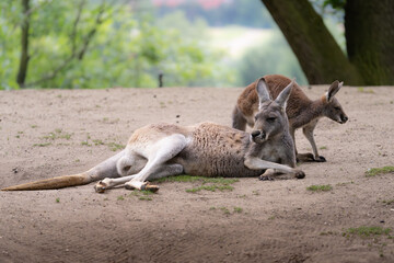 Kangaroo under the tree
