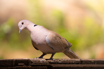 Common wood pigeon