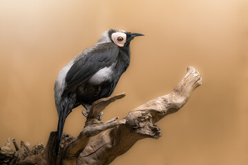 Coleto specifically the Visayan Hornbill (Penelopides panini)