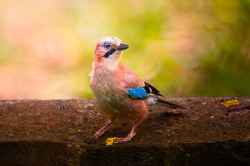 Eurasian jay