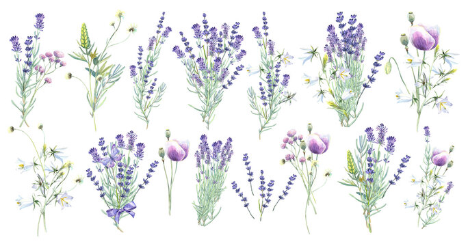 Lavender clip art set, wild flowers, floral elements, lilac flowers, campanula. Butterfly. Stock illustration on a white background. Hand painted in watercolor.