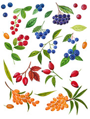 Set of watercolor  berries and branches on white background. Cute illustration is good for magazine or book, poster and card design. Rowan berry, blueberry, rose hip, sea ​​​​buckthorn, cranberry.