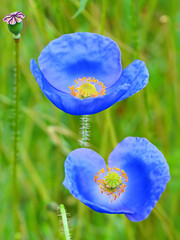 Himalayan Blue Poppy (Meconopsis betonicifolia)
