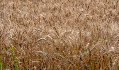 campo di orzo maturo