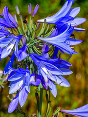 Blue African Lily (Agapanthus africanus)