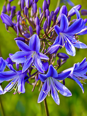Blue African Lily (Agapanthus africanus)