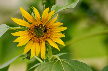 Sunflowers Growing In The Flower Garden In Summer
