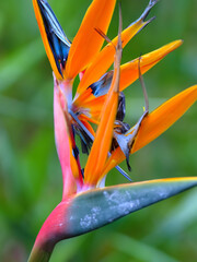 Bird of Paradise (Strelitzia reginae)