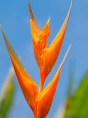 Bird of Paradise (Strelitzia reginae)