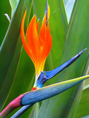 Bird of Paradise (Strelitzia reginae)