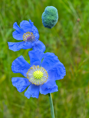 Himalayan Blue Poppy (Meconopsis betonicifolia)