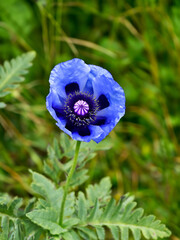 Himalayan Blue Poppy (Meconopsis betonicifolia)