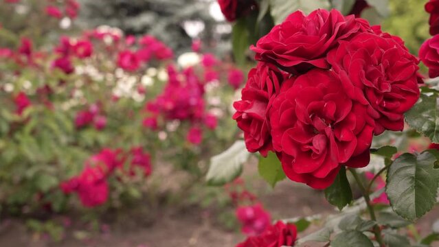 Blossoming buds of a red velvet rose close-up from the side. Blurred background. High quality 4k footage