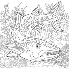Barracuda fish coloring page. Outline sea design in mandala and zentangle style
