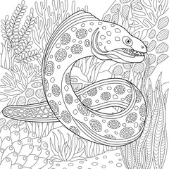 Moray eel coloring page. Outline sea design in mandala and zentangle style