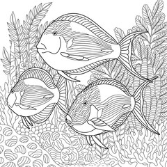 Surgeonfish coloring page. Outline sea design in mandala and zentangle style © Sybirko