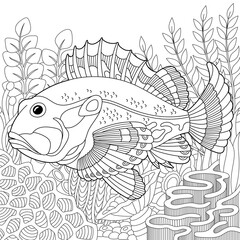 Ruffe fish coloring page. Outline sea design in mandala and zentangle style
