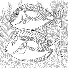 Blue tang fishes coloring page. Outline sea design in mandala and zentangle style