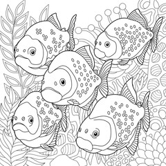 Piranha fishes coloring page. Outline sea design in mandala and zentangle style