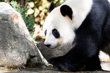 Obraz premium Giant Panda in Australia