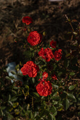 The red flowers in the forest dressed up in gloomy gloomy lines.