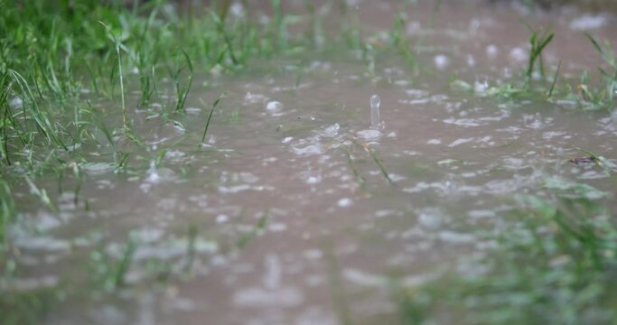 Raindrops fall into a puddle of grass. Flood due to heavy downpour. Yellow water floods the green grass in the lawn.