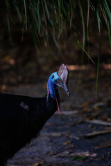 Southern Cassowary, Etty Bay, Tropical North Queensland, Australia