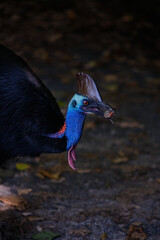 Southern Cassowary, Etty Bay, Tropical North Queensland, Australia