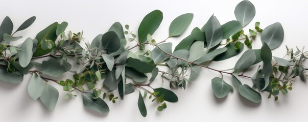 Banner - composition of top view eucalyptus leaves on white background