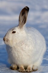 White-tailed Jackrabbit
