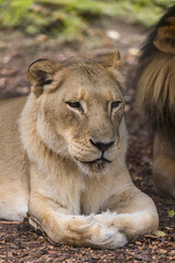 Fototapeta na wymiar African Lion in Captivity in Australia