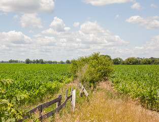 Fototapeta premium Two corn fields separated by a broken fence and weeds
