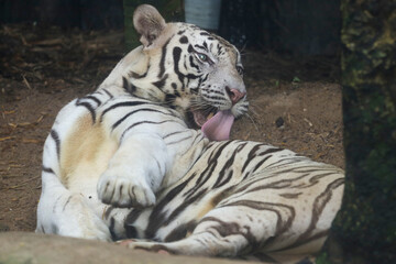 Close up white tiger is sit down and rest on floor