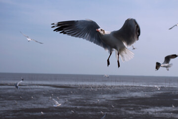 A seagull was flying. There is a sky with the sea and seagulls in the background.Flying seagulls.