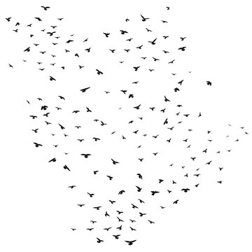 Sketch drawing of a silhouette of a flock of birds flying forward, cling together. Takeoff, flying, flight, flutter, hover, soaring, landing